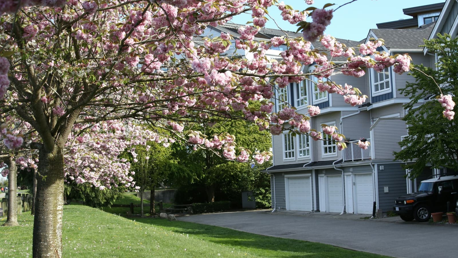 Cherry blossoms over townhouses on a sunny Vancouver street in spring